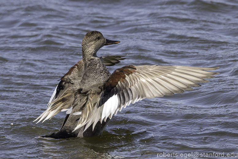 emily renzel wetlands 2023